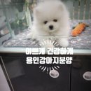 이쁘개 건강하개 이미지