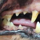 평촌동물병원 이미지