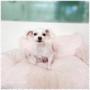 우리집 멍뭉 이미지