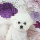 멍뭉이네 살롱 이미지