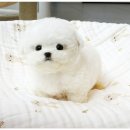 오렌지애견샵