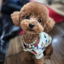 크림토이푸들 브리더 분양 후기 작지만 튼튼한 성견사진