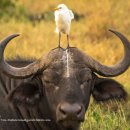 로얄동물메디컬센터w 이미지