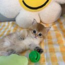 천안고양이 분양 퍼스트캣 본점 이미지