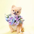 슈퍼바둑이 이미지