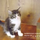 톰앤캣 광명고양이분양 이미지