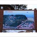 서천 마량리 동백나무 숲 이미지