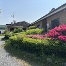 당너머흑염소 이미지