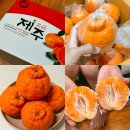 농장 | 제주 특산물 한라봉 5kg 가격 별이네 제주농장 택배 후기