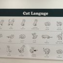 캣플헤븐 이미지