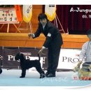 정원 퍼피 하우스 이미지