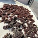 평대1986 이미지