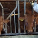 우종 축산 이미지