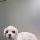 롯데동물병원 이미지