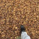 소백산 준 스테이 | 여름철 물놀이하기 좋은 평상 있는 영주펜션 추천 소백산 준 스테이