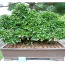 녹수청산 이미지