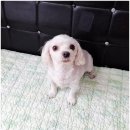 곁에 있을개 네이버블로그