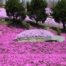 꽃으로 꾸며진 묘지가 있는 진안 원연장 마을 꽃잔디 축제 이미지
