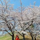4월5일 몽촌토성및석촌호수 벚꽃길걷기 이미지