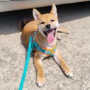 펫코노미 이미지