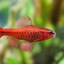 바브