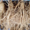 금산인삼쇼핑센터 이미지