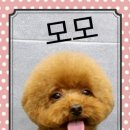 깍까독