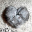 페르시안 이미지