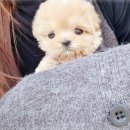 소문켄넬 이미지