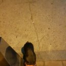 행복한요나네 이미지