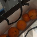 (주)코리아세븐 안산장화점 | [11/3~11/9] 프레시 레몬 치와와의 일주일