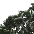 서귀포자연휴양림3 이미지