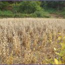 품걸리오지마을길(봄내길 6코스) 이미지