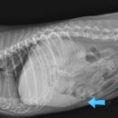 진현우동물병원 이미지