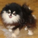 No.1 POM 이미지