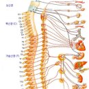 프라나 이미지