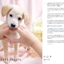 포포(For paw) 이미지