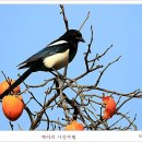 까치 이미지