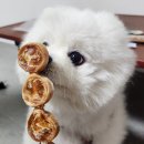 시크펫 그루밍 이미지