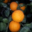 귤림추색 이미지