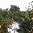 효우농장 이미지