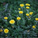 하얀민들레 이미지