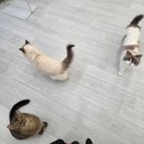 태동농장2 | [임신 27-30주] 이른 만삭 촬영, 미리 해보는 전원생활, 출산 날짜 확정, 대학병원 차트