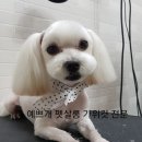 예쁘개펫살롱 이미지