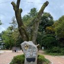 장군터(1) | 춘천 가족여행 남이섬 스카이라인 짚와이어 탑승 솔직후기