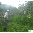 쌍둥이네농장 이미지