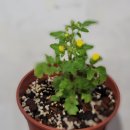 멕시카나농장 이미지