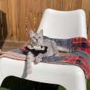 오냥오냥 고양이호텔 이미지