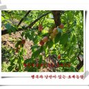 보람농장 이미지