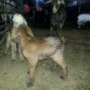 괴산염소농장 이미지